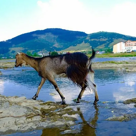 Zhyva Voda Mizhhirya (Transcarpathia)