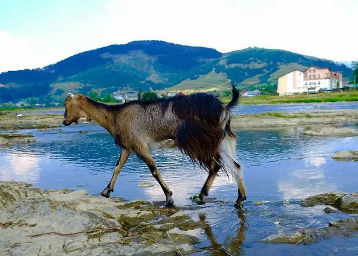 Zhyva Voda Mizhhirya (Transcarpathia)